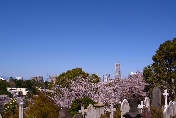 140331 sakura 3 DSC_0554.jpg